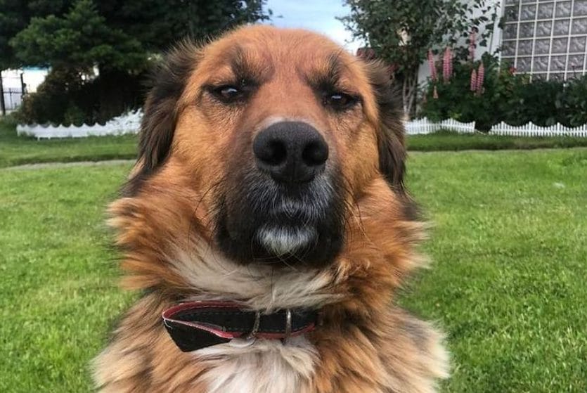 “Primer perro de la República”: mascota de Gabriel Boric encanta en redes sociales