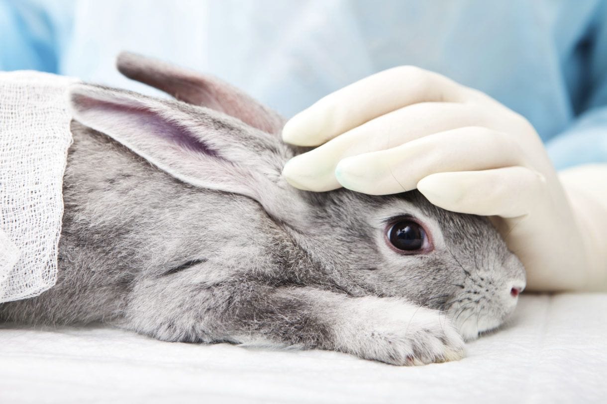 Cámara aprueba proyecto que prohíbe el testeo animal con fines cosméticos