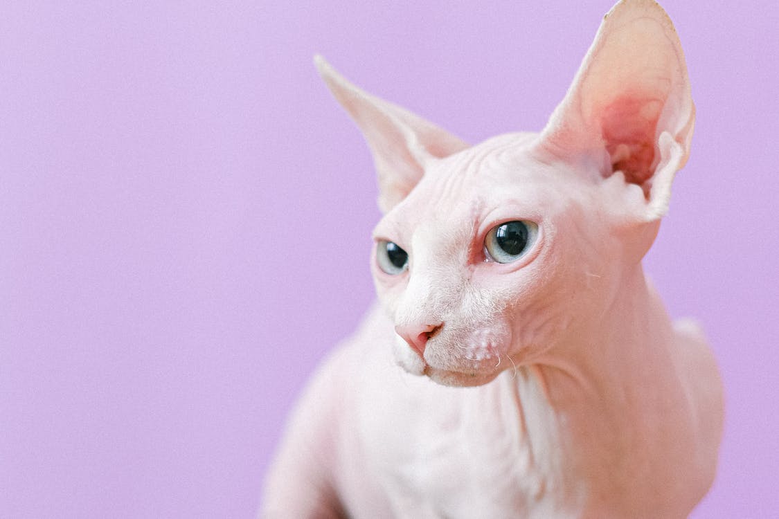 Mujer es sorprendida amamantando a un gato en avión