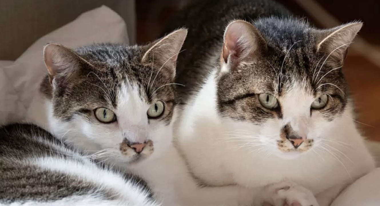 Detectan en Chile un hongo brasileño que infecta a gatos