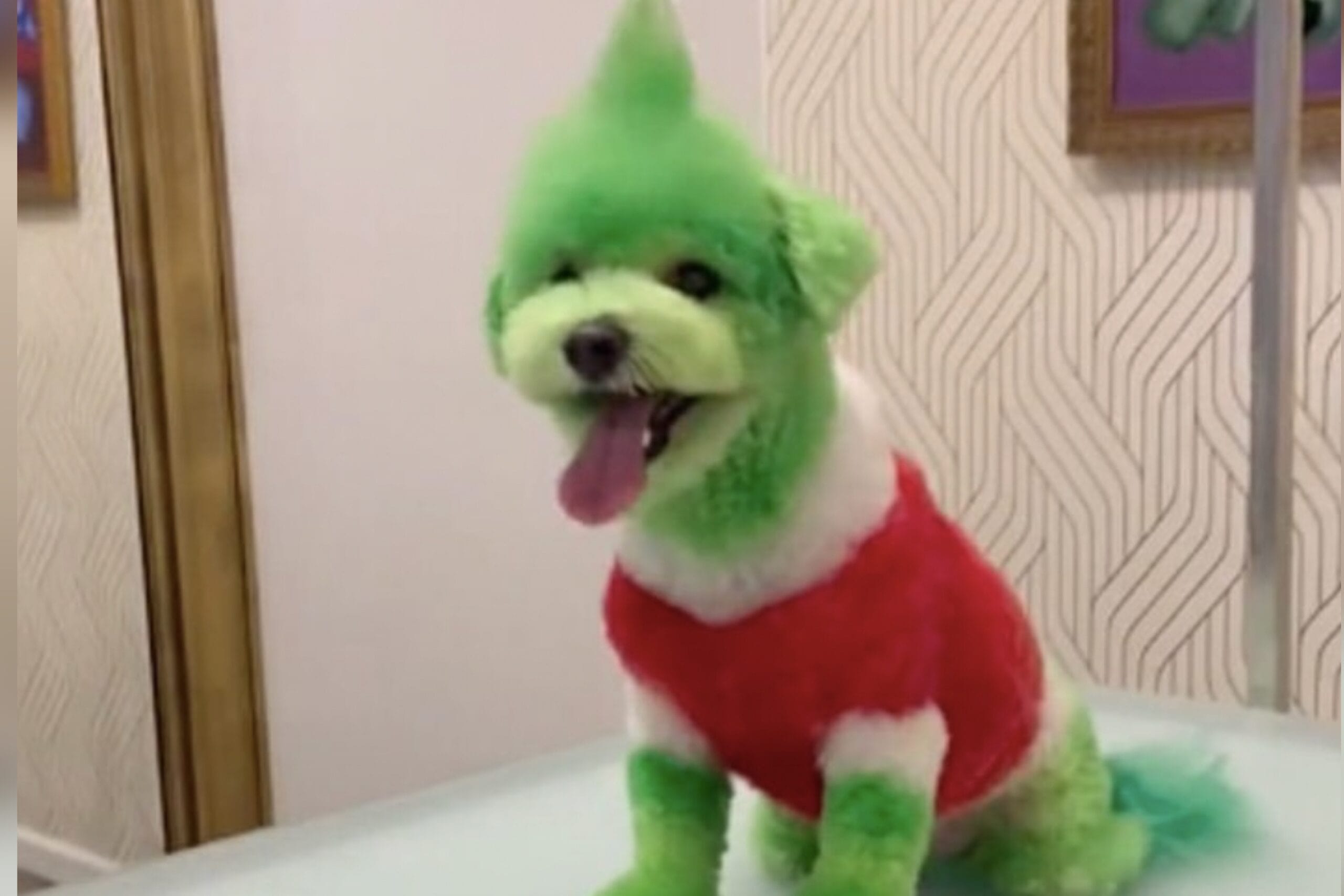Critican a hombre por teñir el pelo de su perro para verse como el Grinch