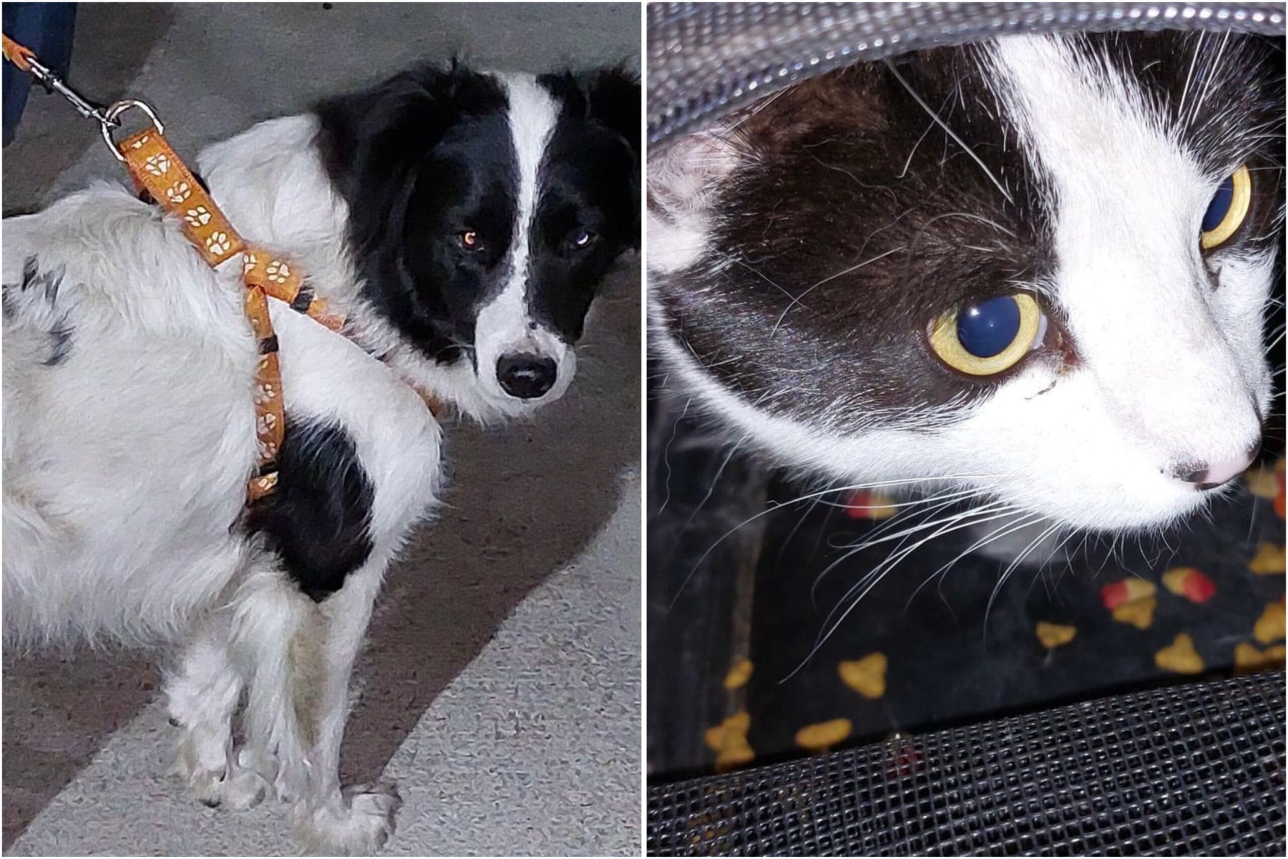 Rescatan a más de 100 mascotas tras incendio en Castro