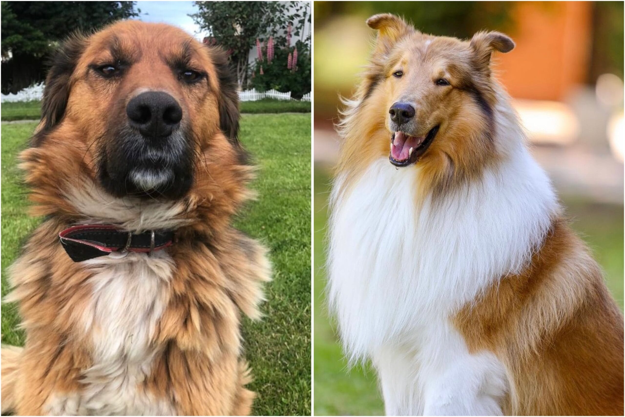 La singular llamada que sostuvo Brownie con mascota del presidente Alberto Fernández