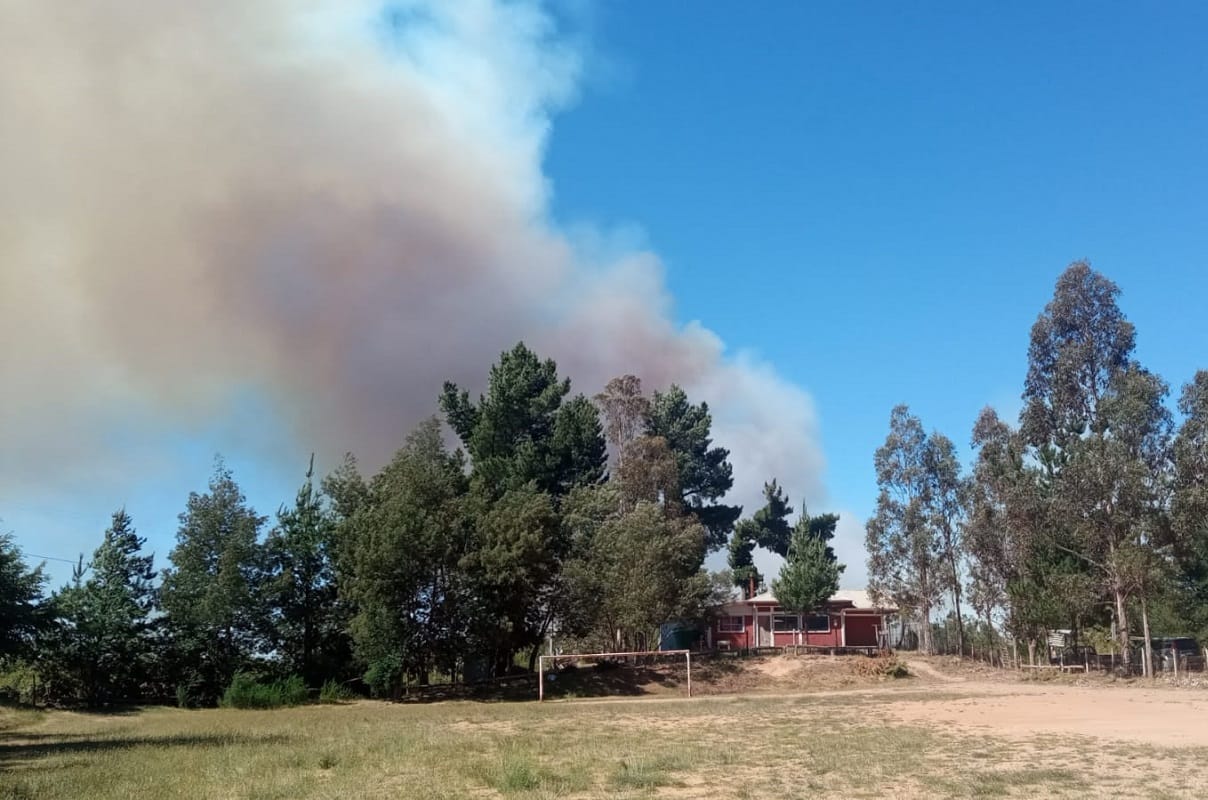 Activos siguen incendios forestales en Nacimiento y Cañete: Más de 200 hectáreas consumidas