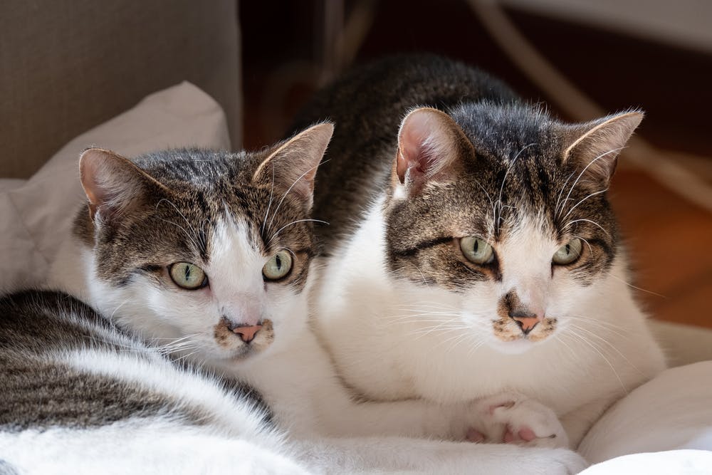 Estudio asegura que gatos domésticos presentan rasgos psicópatas