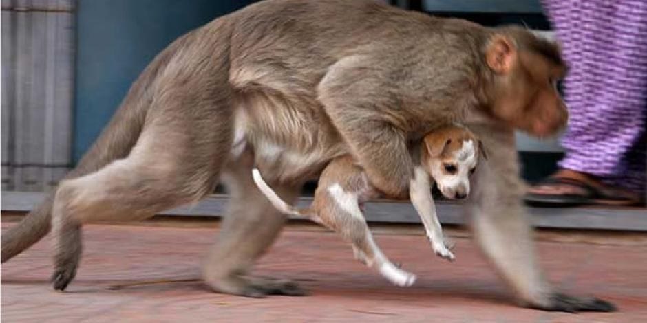 Capturan a dos monos como presuntos responsables de matar a más de 200 perros