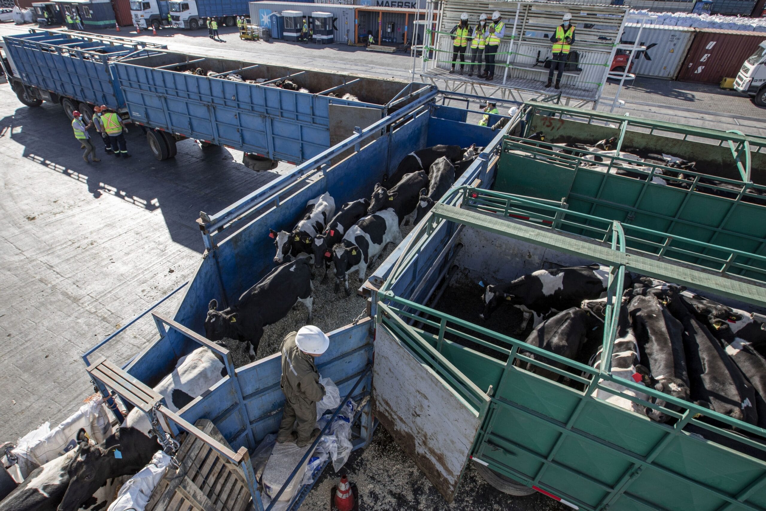 SAG certificó cuarto embarque de envío de vaquillas de Talcahuano a China