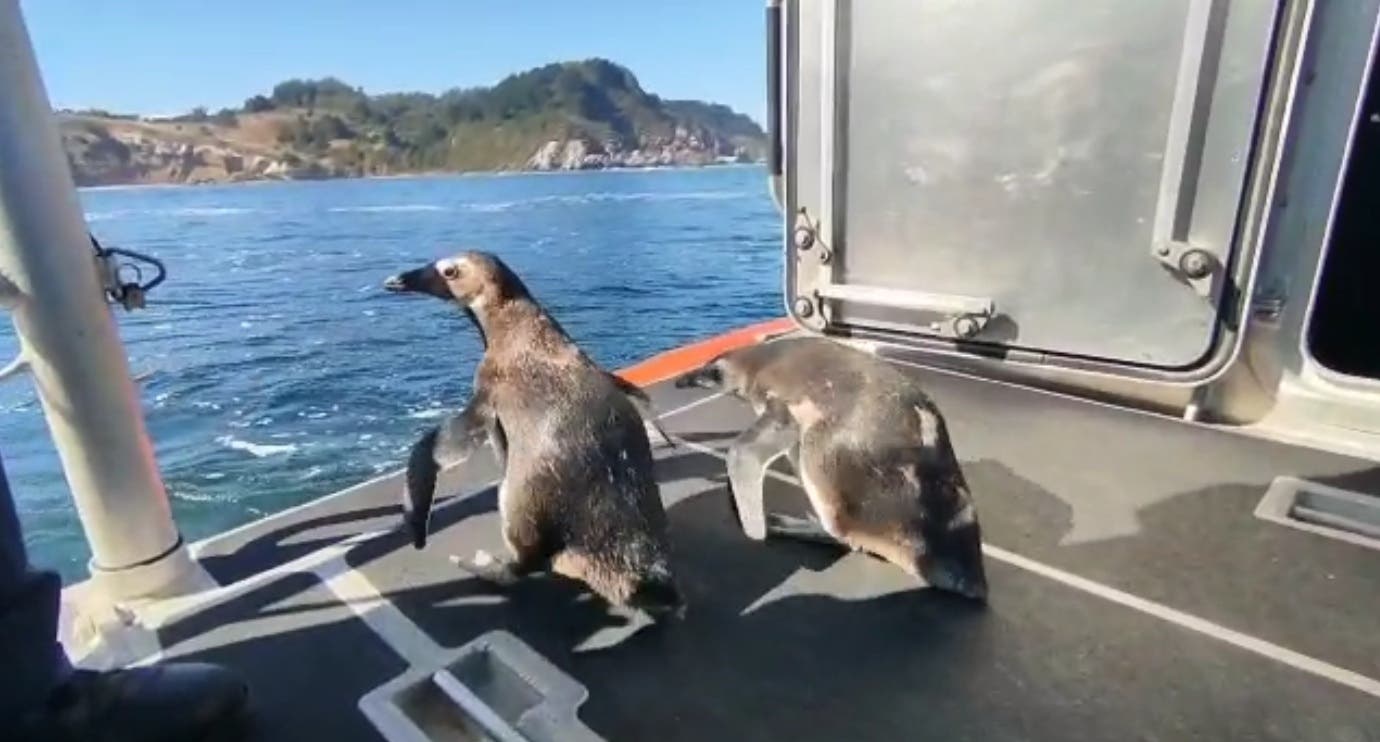 Liberan pingüinos magallánicos en Talcahuano: Se les rehabilitó durante 3 meses