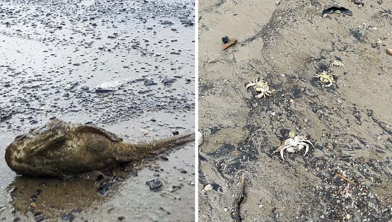 Recomiendan no acercarse a playas de Lota y Golfo de Arauco por posible presencia de residuos tóxicos