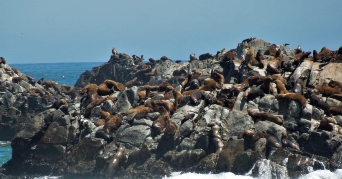 Comenzó operativo de rescate de crías de lobos marinos en Santuario La Lobería de Cobquecura, Región de Ñuble
