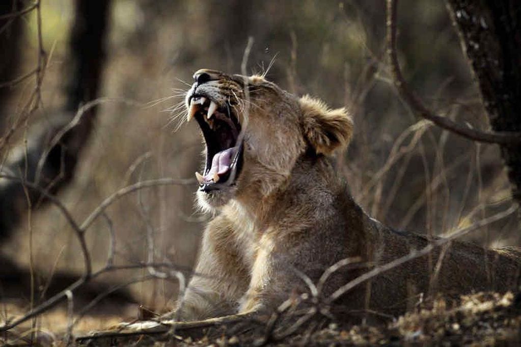 Leona mató al guardián de un zoológico en Irán y huyó junto a un león