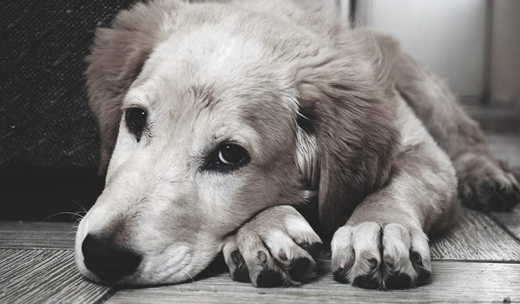 Hombre que habría ahorcado a perrita quedó en libertad: No era su primera vez