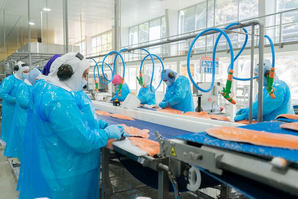 Más de 1.800 empleos genera la planta de salmones Camanchaca en la comuna de Tomé