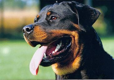 Niño de 8 años permanece internado tras ser atacado por 3 perros rottweilers