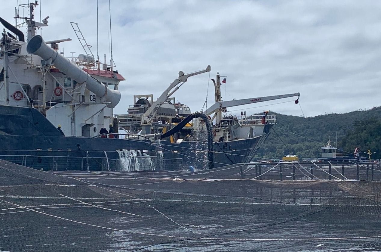 Más de mil salmones muertos arribaron al Biobío: se usarán como materia prima para harina y aceite