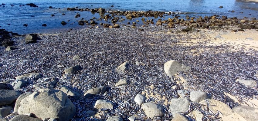 Experta penquista explicó el fenómeno que provocó masiva varazón de peces en Coliumo