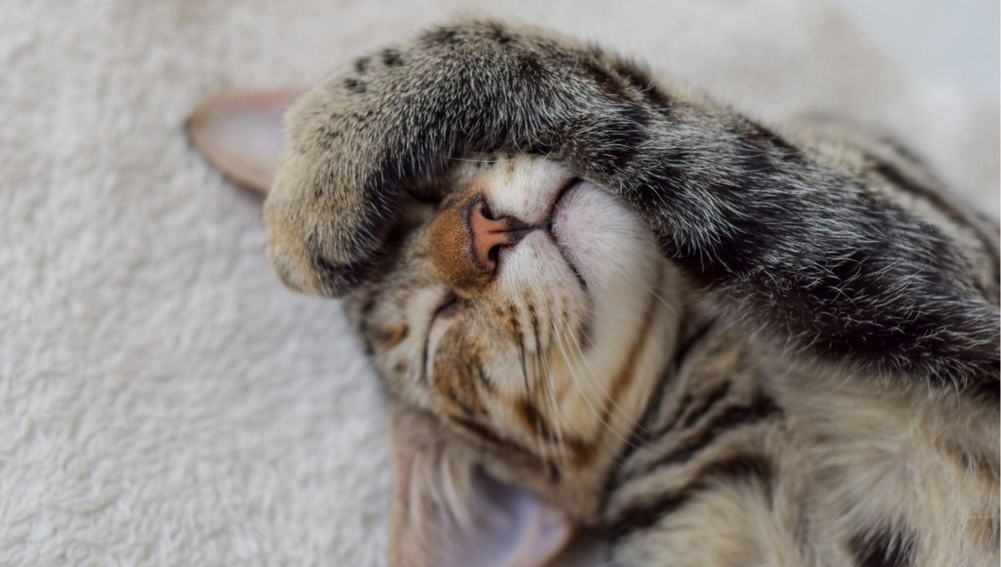 Revelan un aumento en tendencia a adoptar gatos como mascotas