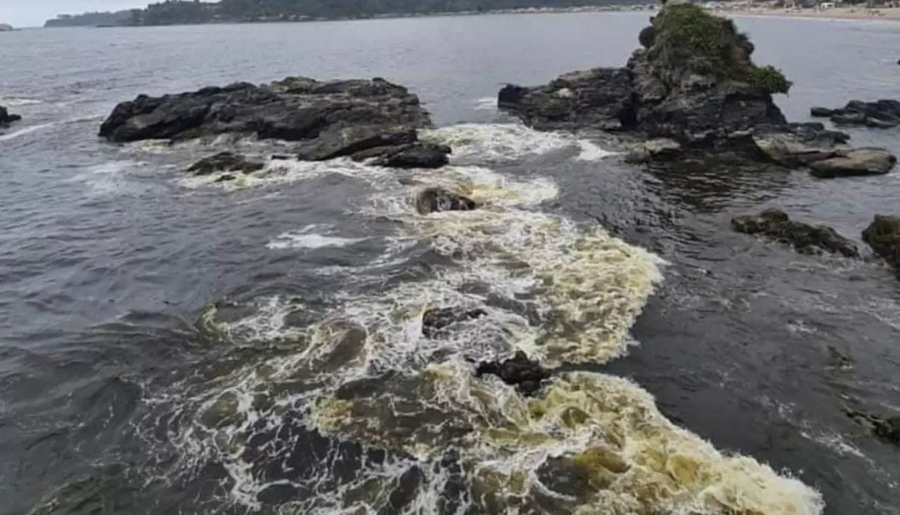 Municipio de Lota se querelló por coloración de la costa y muerte de especies marinas