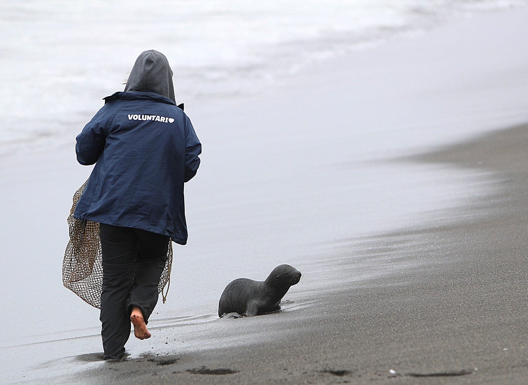 Preocupación existe ante aumento de  varamientos de lobitos de mar en playas de Cobquecura