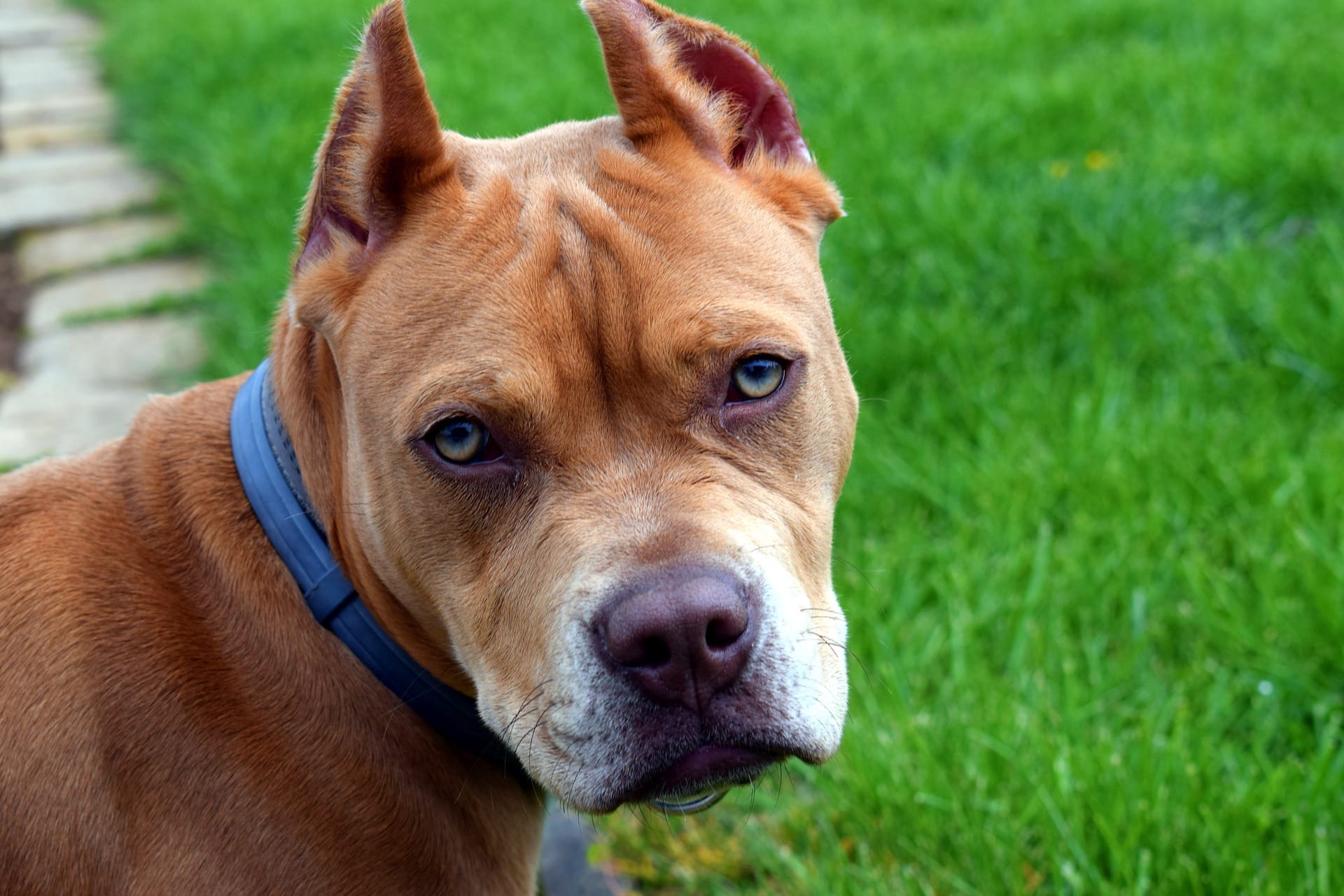 Perro atacó a una bebé de siete meses: Está internada grave