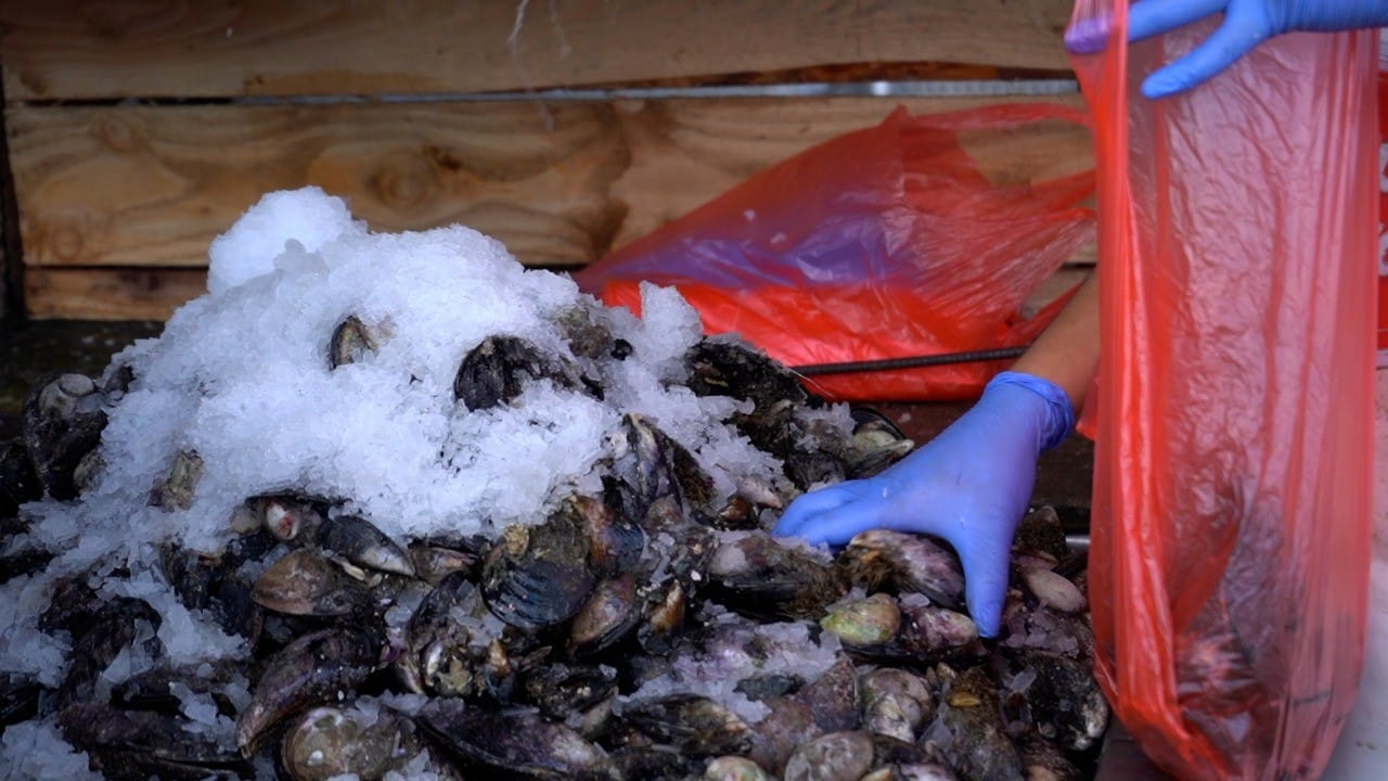 Seremi de Salud recordó que es seguro consumir pescados y mariscos en Provincia de Arauco