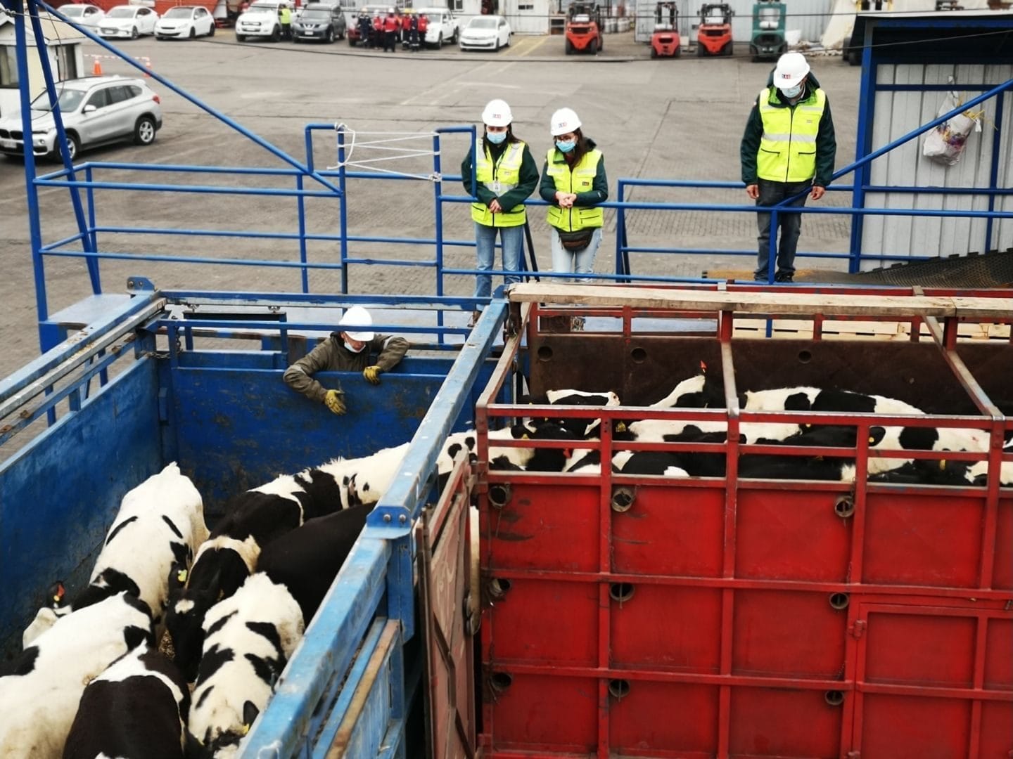 Más de 24 mil vaquillas vivas han sido enviadas por barco desde el Biobío a China