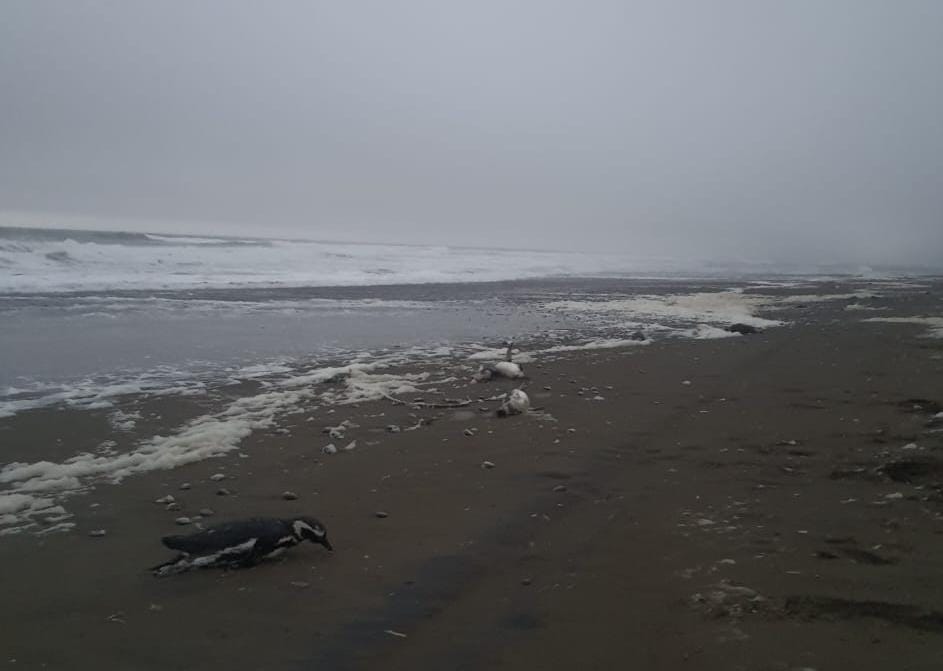 Investigarán muerte de cientos de pingüinos en costa chilena