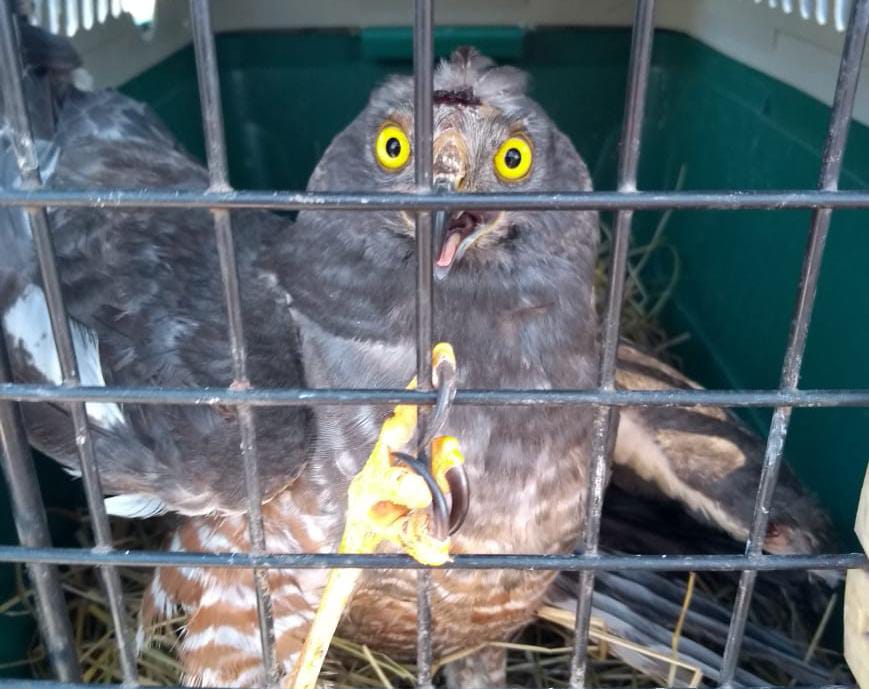 Liberan 8 ejemplares de fauna silvestre en sector costero de Talcahuano