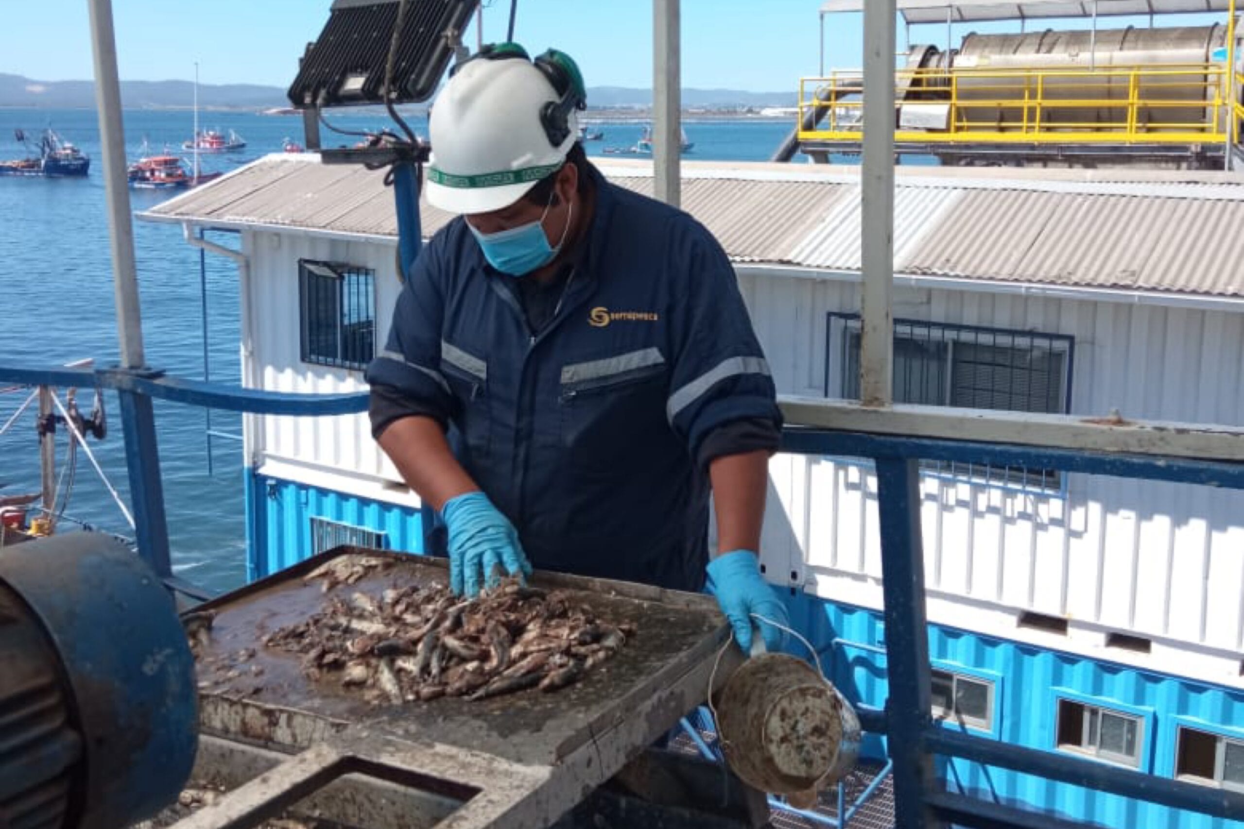 Dan inicio a la temporada de pesca de sardina y anchoveta en Biobío y Ñuble