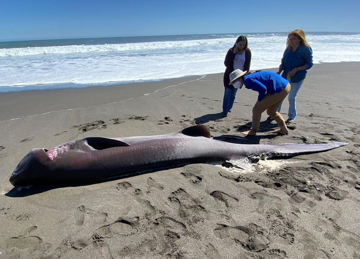 Tiburón dio a luz a 11 crías luego de varar en playa de Ñuble