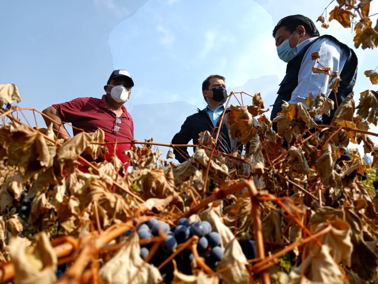 Gobierno levanta catastro para pedir emergencia agrícola en Yumbel por incendios forestales