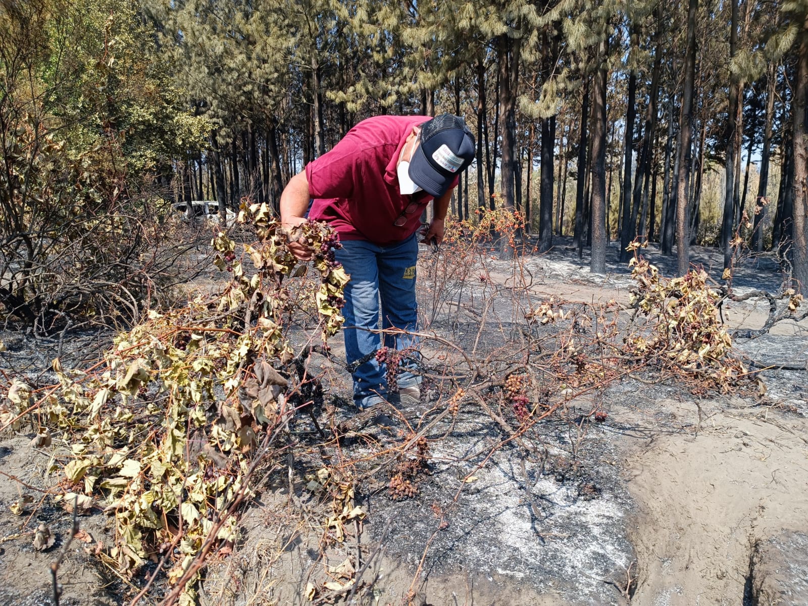 “No quedé con nada”: Viñatero quedó a brazos cruzados tras paso de incendio forestal en Yumbel