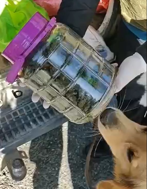 600 dosis de marihuana fueron incautadas a sujeto en la comuna de Mulchén