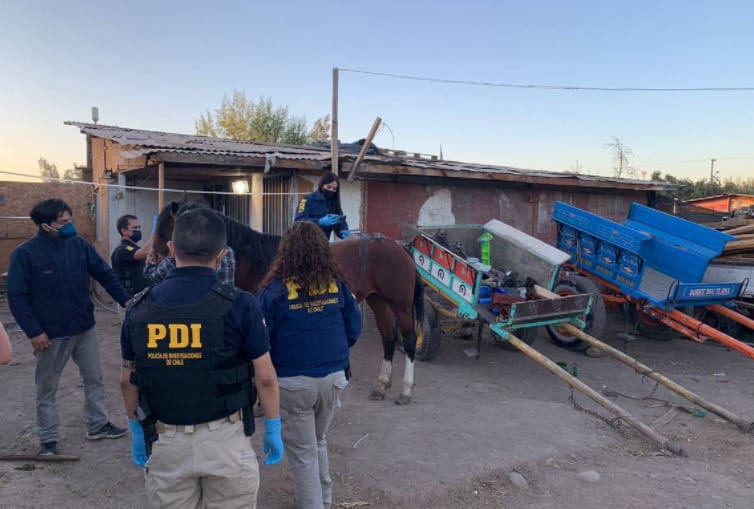 PDI arrestó a un hombre por maltrato animal: Tenía una yegua con heridas necróticas expuestas