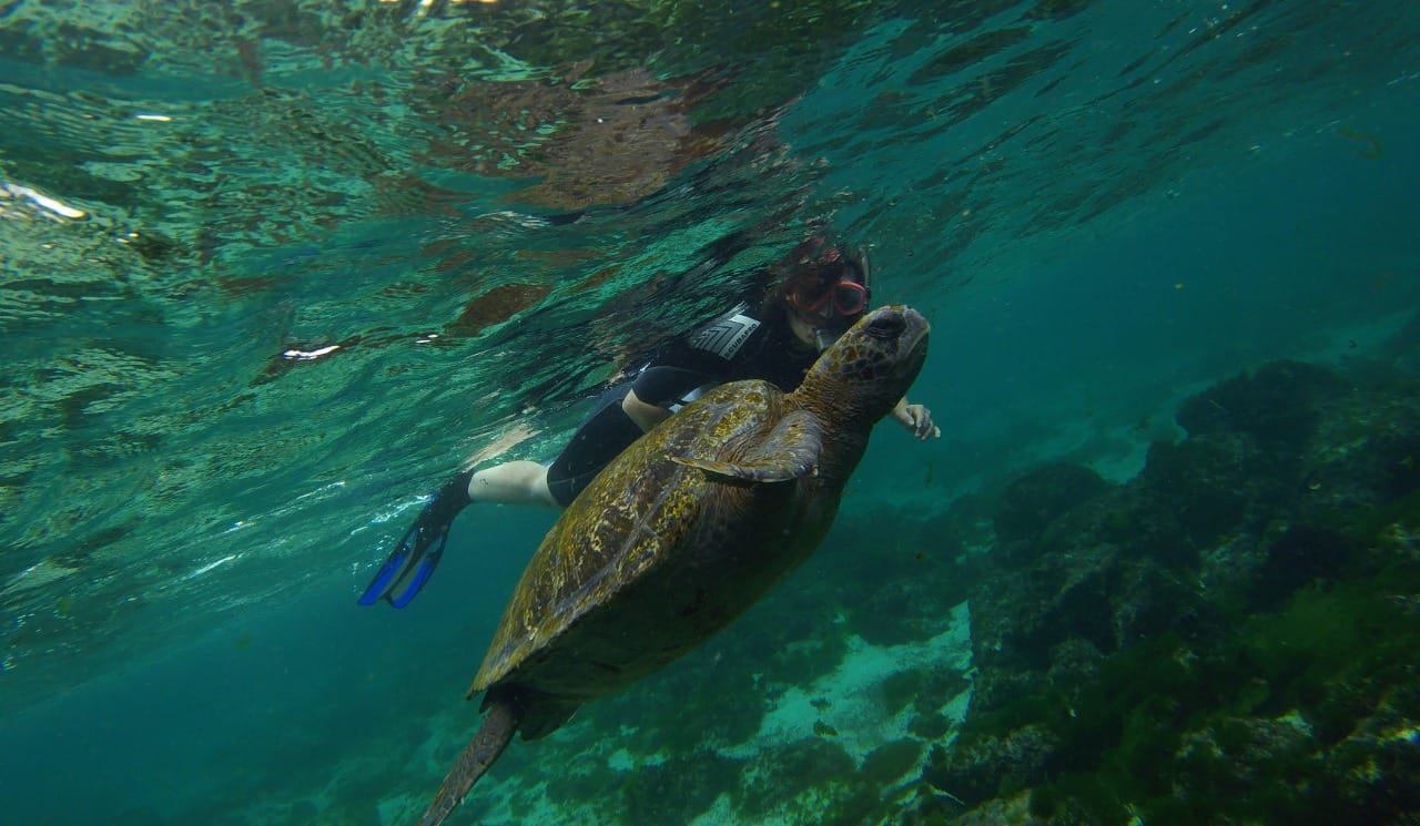Descubren nueva especie de tortugas gigantes en una isla de Galápagos