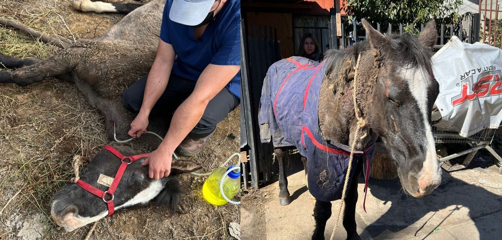 Caballo moribundo fue abandonado en Concepción: Pesar entre animalistas que buscaron ayuda
