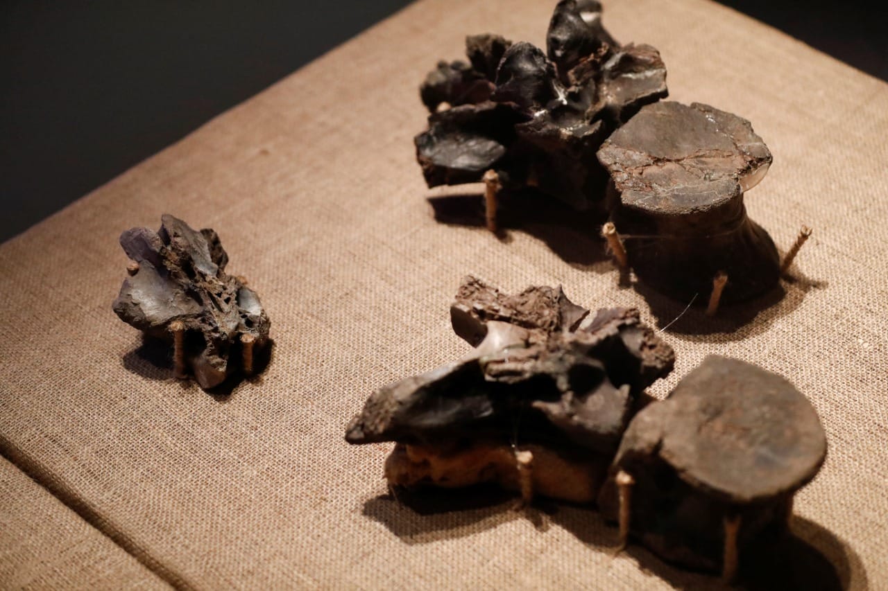 Descubren restos del dinosaurio más grande del que se tiene registro