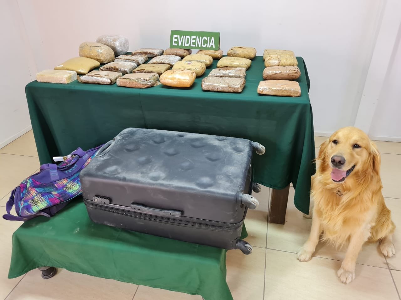 Decomisan millonario cargamento de droga gracias a perro policial “Frodo”