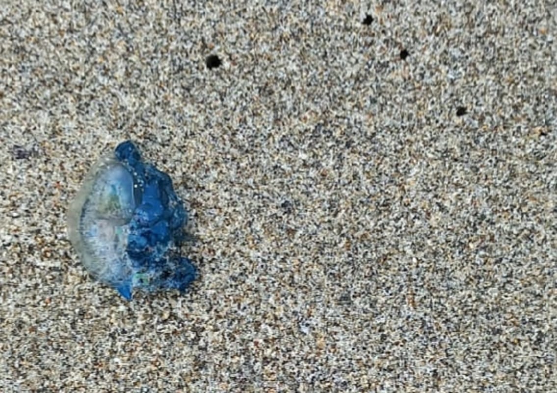 Prohíben actividades en dos playas del Biobío por presencia de fragata portuguesa