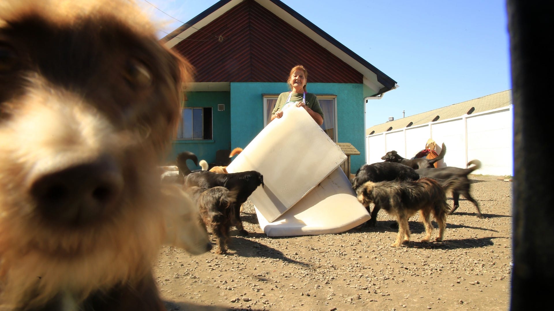 Perritos abandonados del Gran Concepción reciben “camitas” tras donación de Hospital Traumatológico