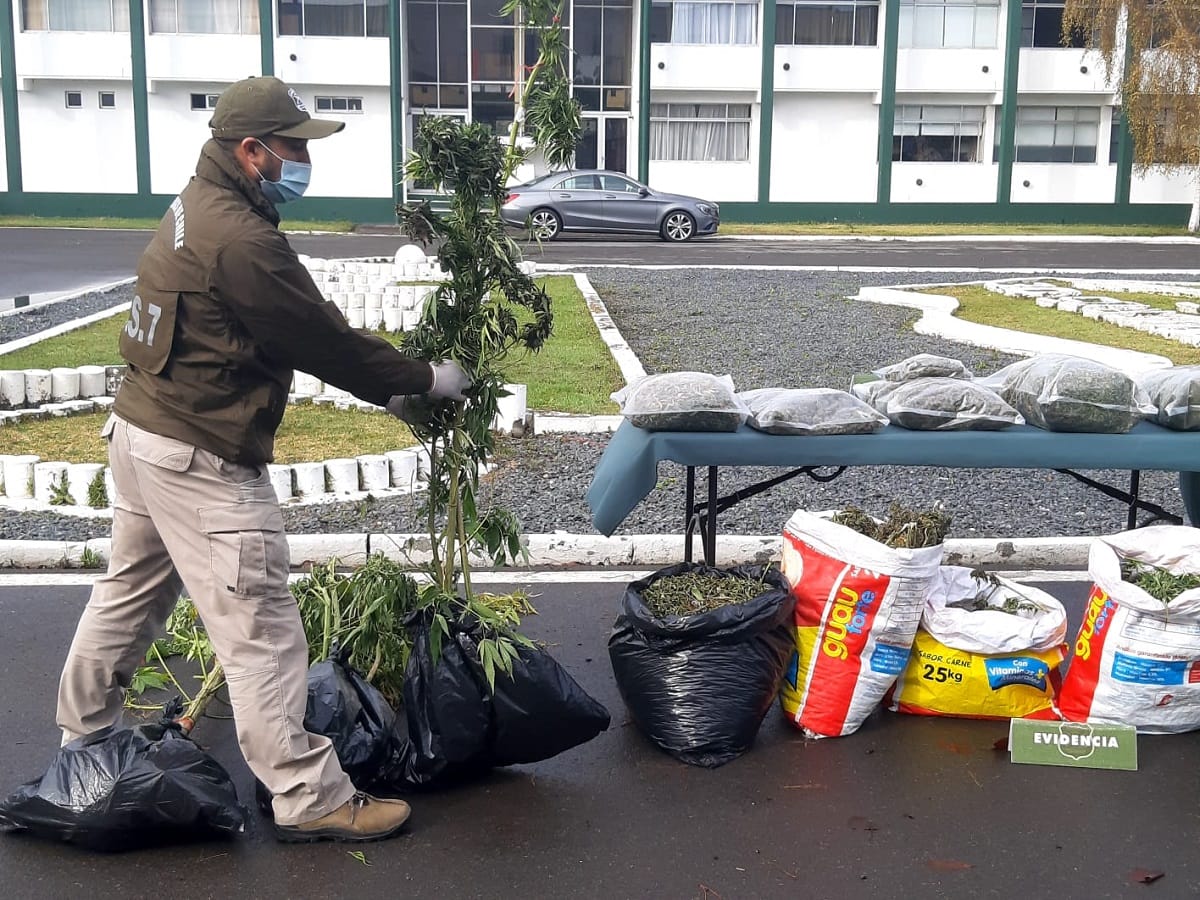 Detienen a adulta mayor en Chiguayante: Tenía invernadero para cultivo y producción de marihuana