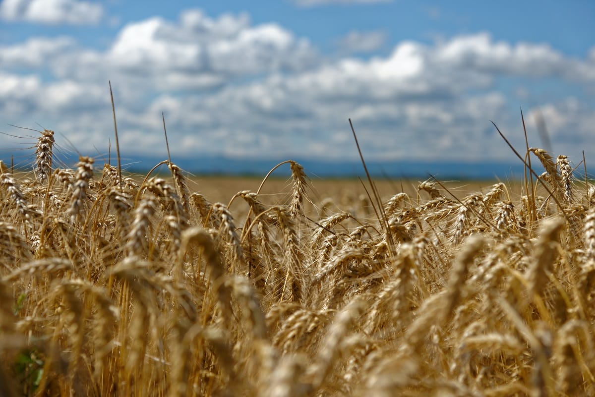 Socabio advierte escasez de fertilizantes para plantar trigo
