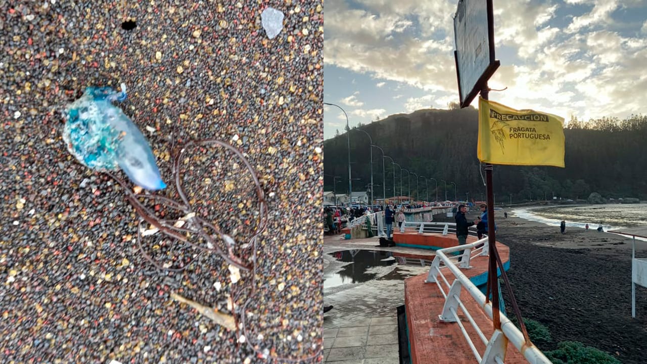Autoridades llaman a la precaución por ejemplares de Fragata Portuguesa en Playa de Lenga