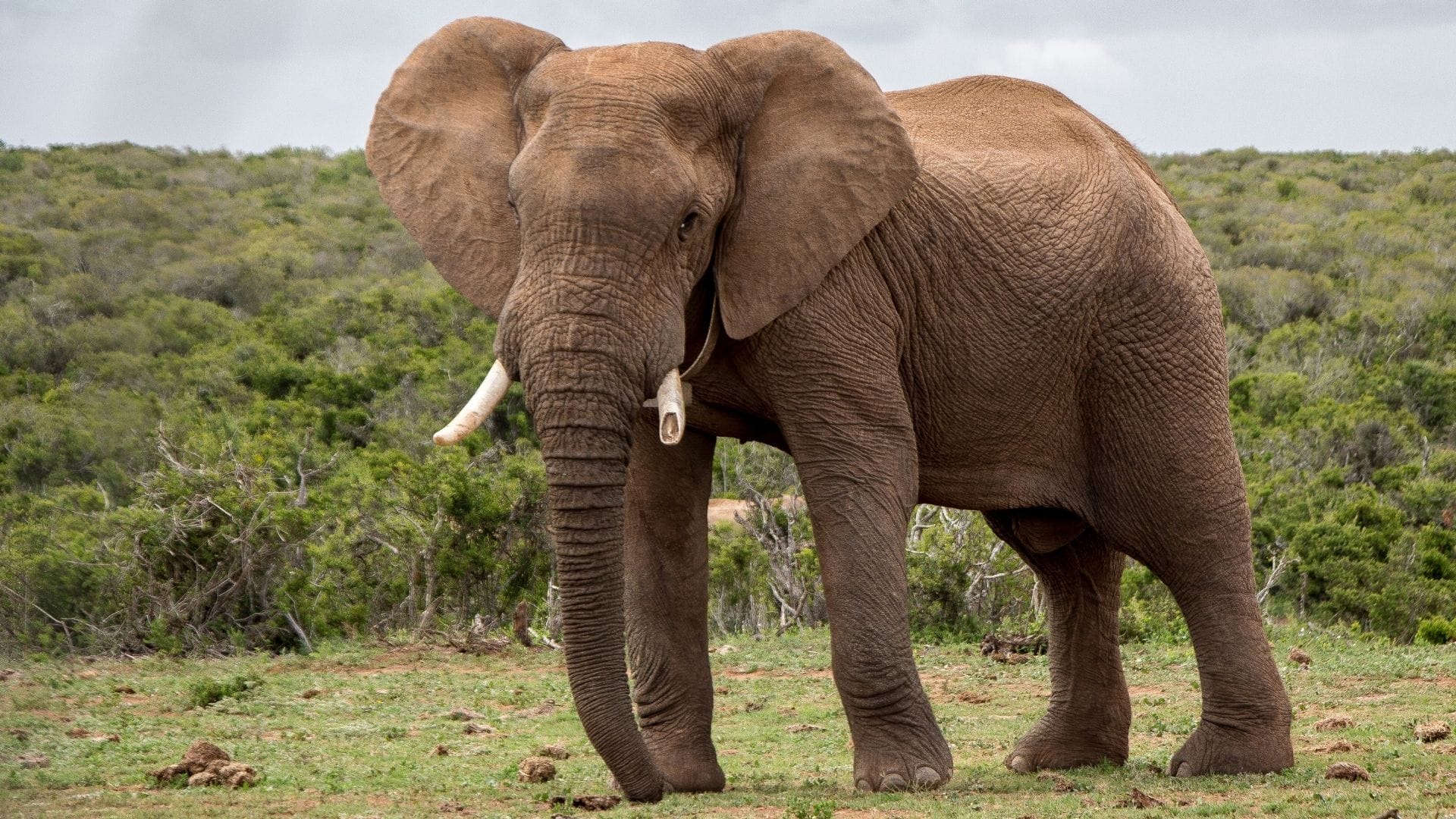 Elefante aplastó a investigador colombiano en Uganda