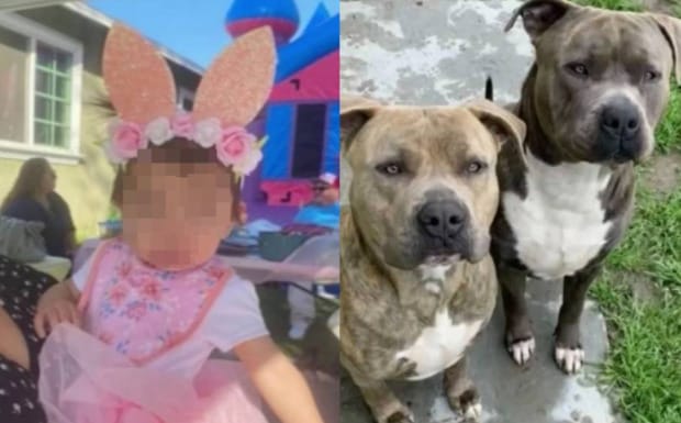Mujer apuñaló y mató a sus dos perros: Los canes atacaron a su hija de un año