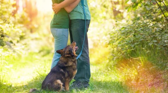 Canceló su matrimonio: Contó que la novia casi mató a su perrito en despedida de soltera