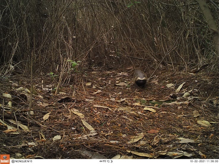 Cámaras captan por primera vez un quique y otros animales silvestres en Parque Nacional Nonguén
