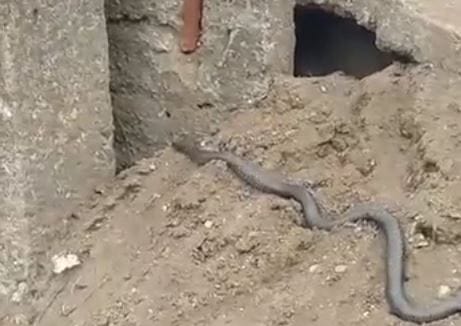 Graban a culebra a un costado de la calle en Talcahuano: Recomiendan no molestar dicha especie
