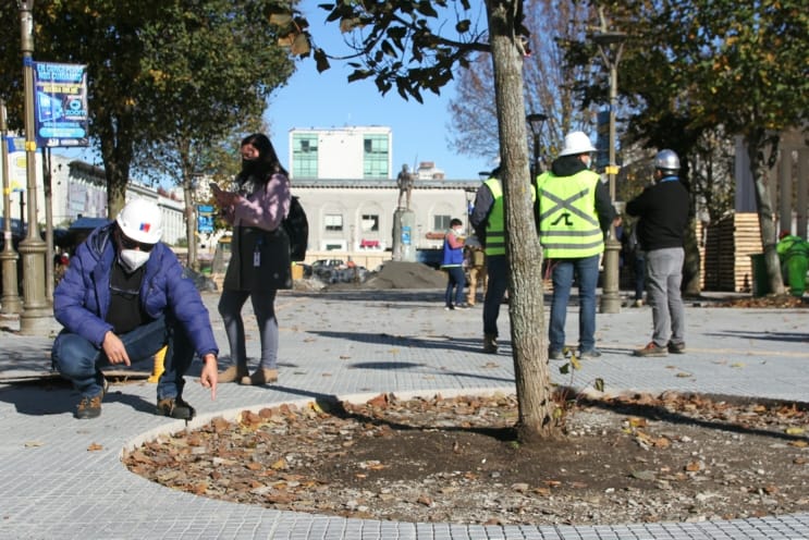16 árboles nuevos se plantarán en Plaza Independencia de Concepción: la remodelación debiese terminar en septiembre