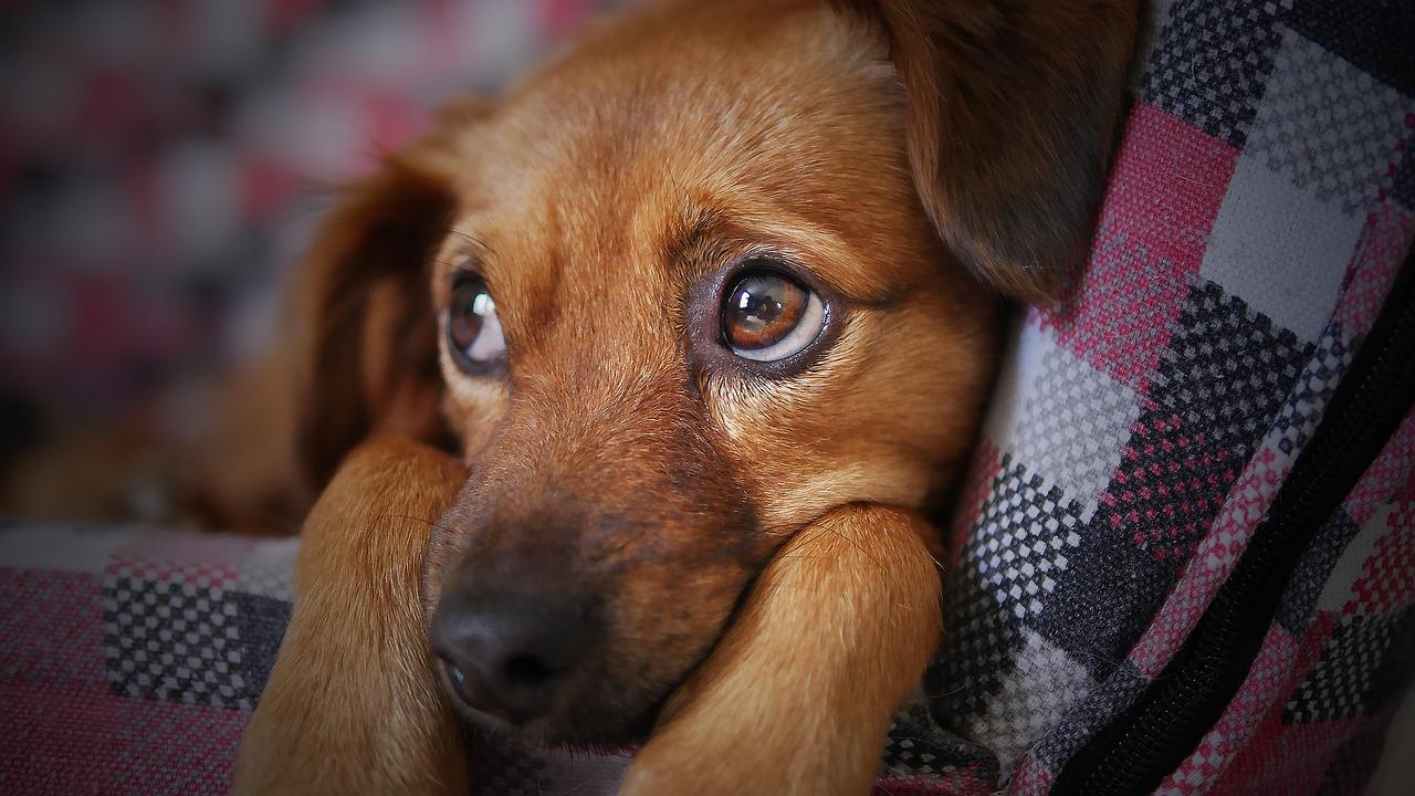 “Caca gigante” aparece en plena calle: Buscan concientizar a los dueños de mascotas